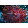 Red long tentacle anemone