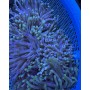 Condylactis anemone