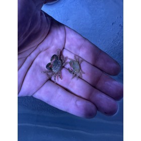 Emerald crabs