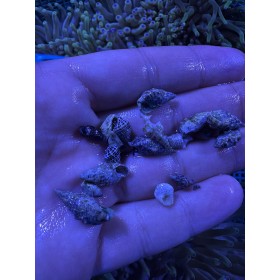 Large blue leg hermits